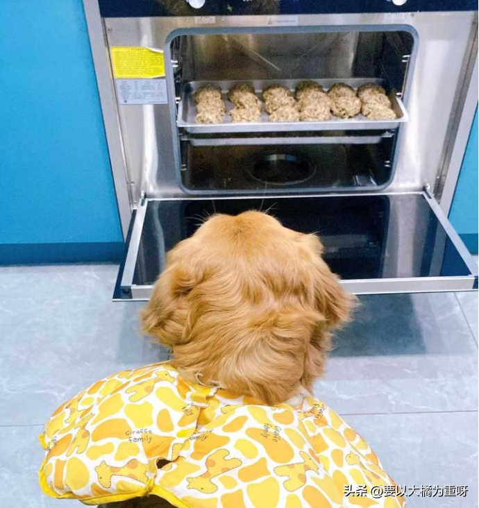 狗狗吃剩饭剩菜好还是吃狗粮好？大家都喂狗吃什么？（剩菜剩饭给狗吃算浪费吗）(图3)