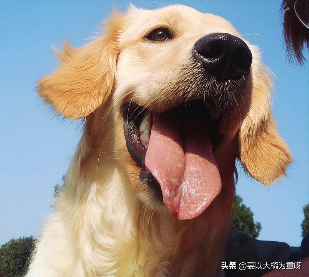 狗狗吃剩饭剩菜好还是吃狗粮好？大家都喂狗吃什么？（剩菜剩饭给狗吃算浪费吗）(图8)