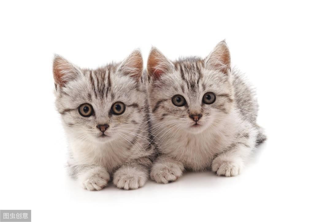 四个月小猫拉稀怎么办啊？（4个月猫咪拉稀要如何中药调理饮食）(图1)