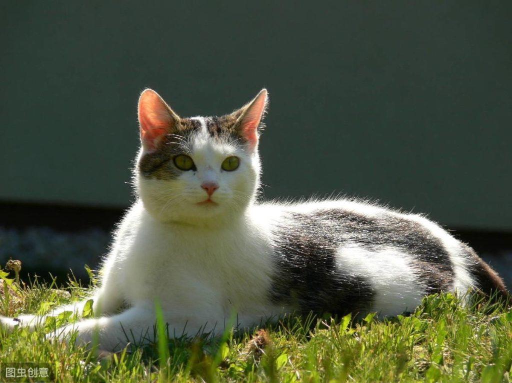 四个月小猫拉稀怎么办啊？（4个月猫咪拉稀要如何中药调理饮食）(图4)