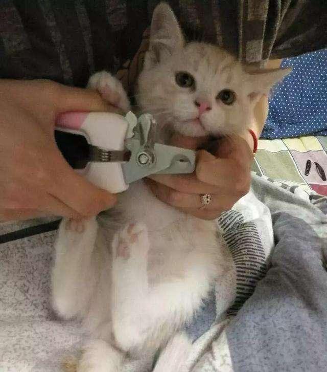 3个月的“幼猫”咋养殖？诚恳看过 对猫最有帮助！（三个月的幼猫怎么养）(图4)