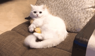 3个月的“幼猫”咋养殖？诚恳看过 对猫最有帮助！（三个月的幼猫怎么养）(图5)