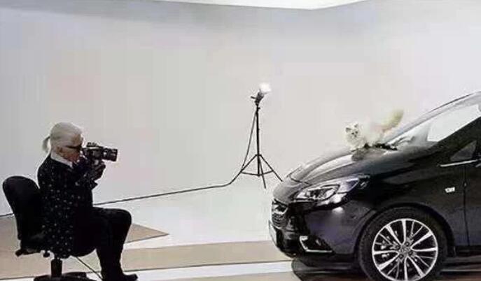 世界上最富有的猫 继承了老佛爷21亿遗产 现在过得怎么样(图1)