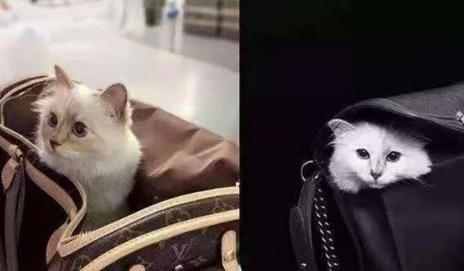 世界上最富有的猫 继承了老佛爷21亿遗产 现在过得怎么样(图2)