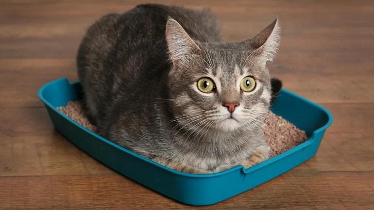 公猫发了情怎么缓解？（公猫发情要做绝育吗）(图2)