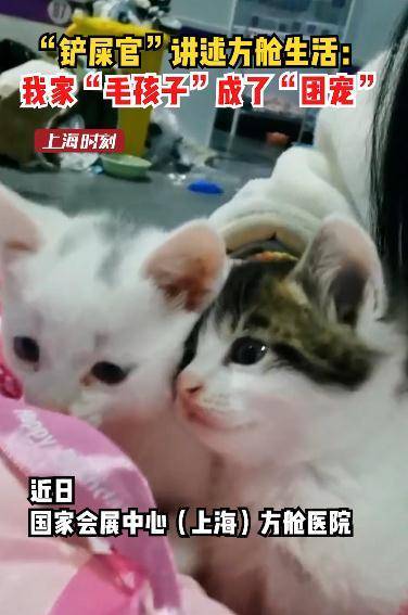小奶猫进舱变“团宠” 铲屎官：疫情无情 这座城市里的大家依旧充满爱心(图1)