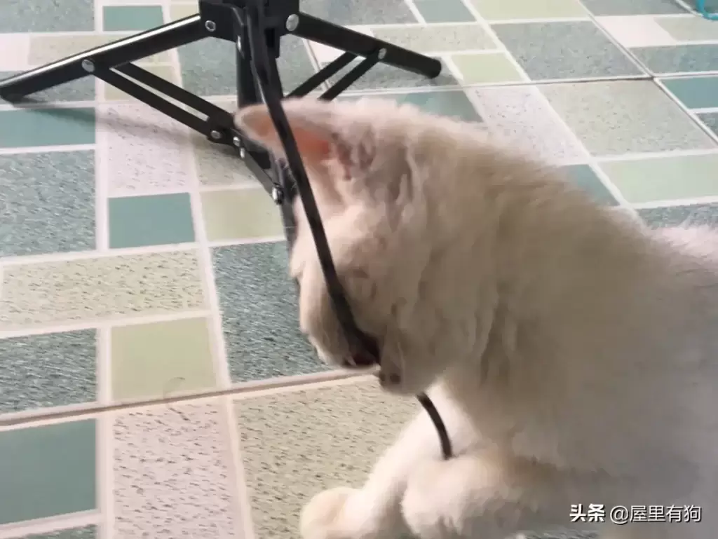 对于上班族来说 白天如何安置自家猫咪？（白天要上班怎么养猫）(图2)