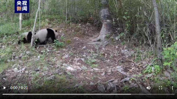 秦岭再现大熊猫“遛娃” 珍稀高清画面回来了(图1)