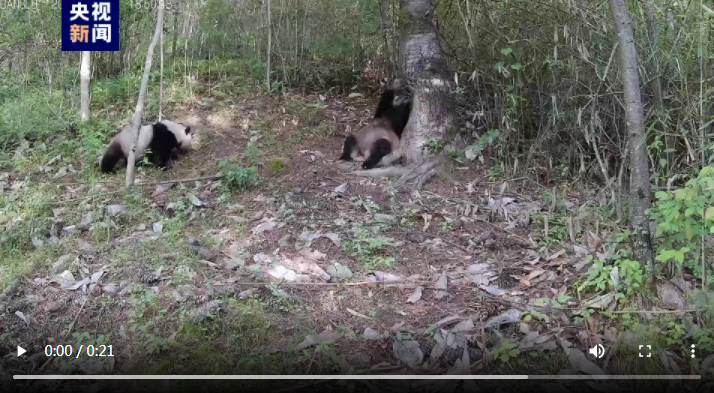 秦岭再现大熊猫“遛娃” 珍稀高清画面回来了(图2)