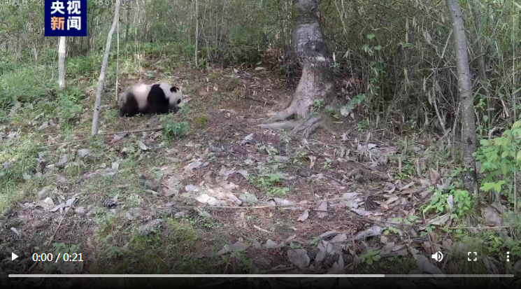 秦岭再现大熊猫“遛娃” 珍稀高清画面回来了(图3)