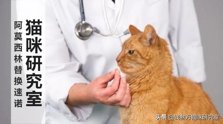 咋用阿莫西林给猫治感冒？（猫感冒咳嗽吃阿莫西林用量）(图1)