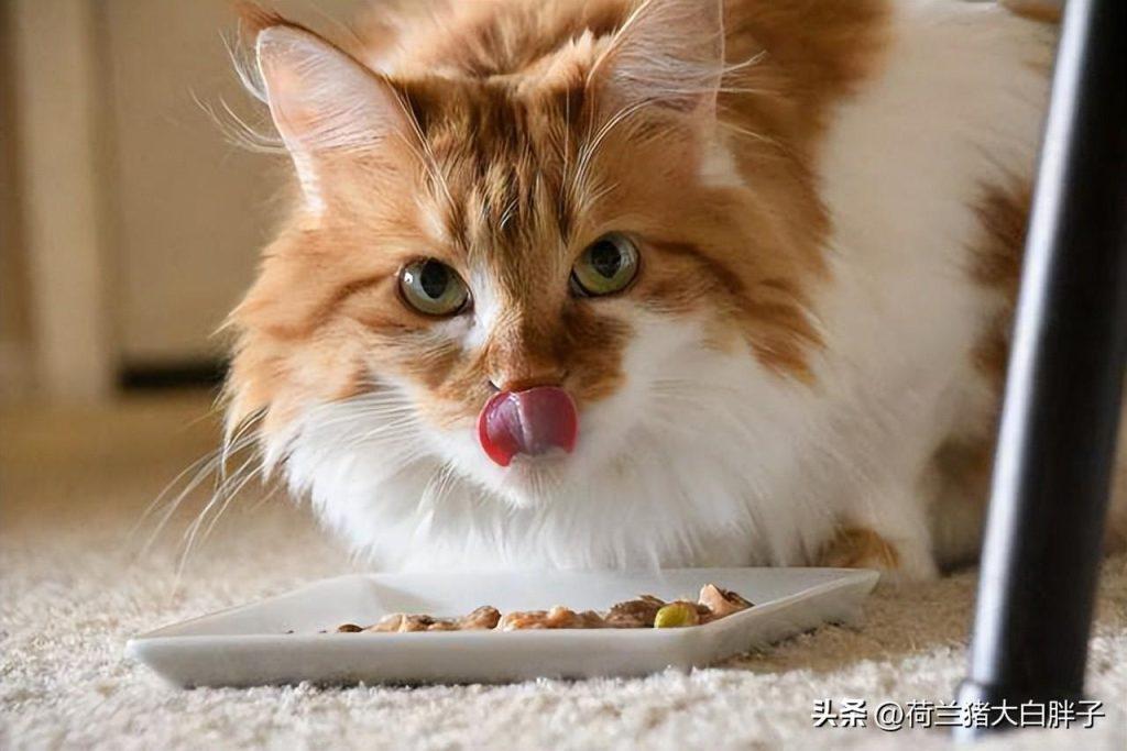 猫吃饱饭了会怎样？会把自己吃撑吗？(图1)