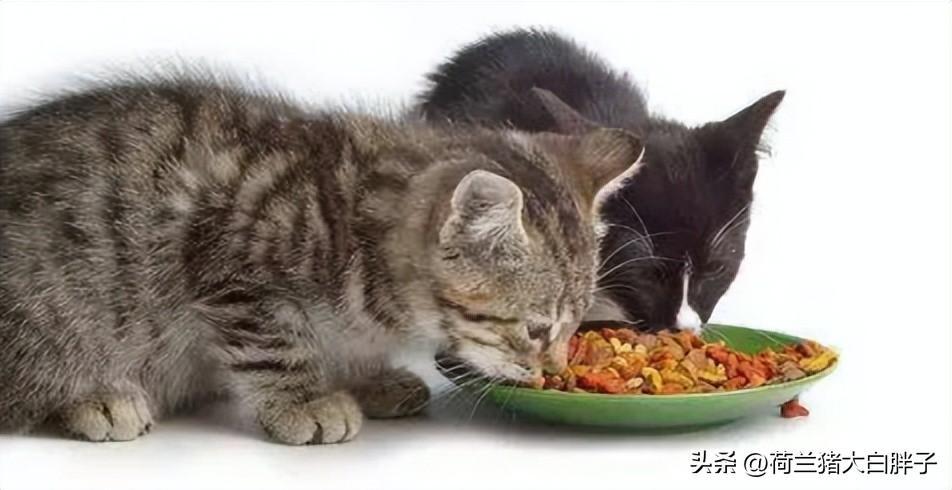 猫吃饱饭了会怎样？会把自己吃撑吗？(图3)