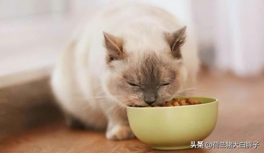 猫吃饱饭了会怎样？会把自己吃撑吗？(图2)