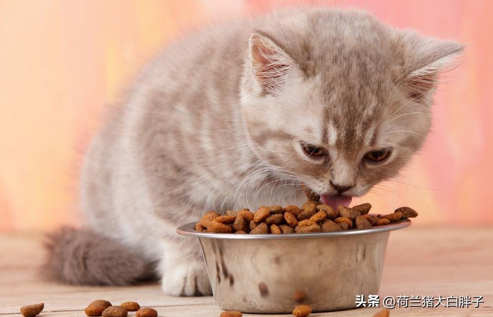 猫吃饱饭了会怎样？会把自己吃撑吗？(图4)
