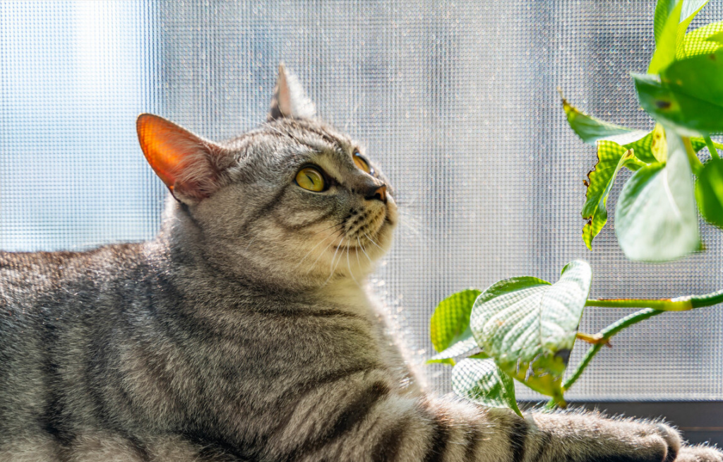 “狸花猫”才是猫中珍品 它的价值无法估量（狸花猫猫咪名字大全可爱啊）(图1)