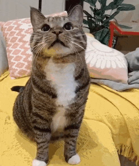 “狸花猫”才是猫中珍品 它的价值无法估量（狸花猫猫咪名字大全可爱啊）(图2)