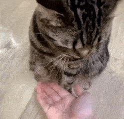 “狸花猫”才是猫中珍品 它的价值无法估量（狸花猫猫咪名字大全可爱啊）(图3)