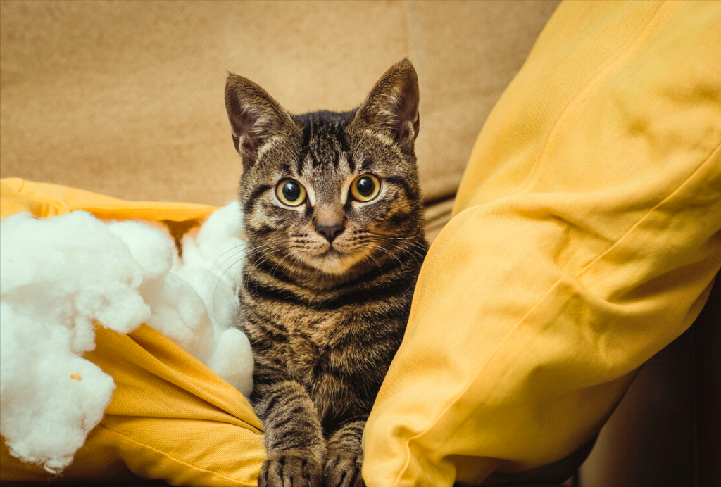 “狸花猫”才是猫中珍品 它的价值无法估量（狸花猫猫咪名字大全可爱啊）(图5)