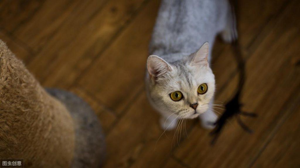 大部分铲屎官绝对不会选逗猫棒 更肯定不会用？用法错误会让猫受了重伤（逗猫棒会让猫变暴力吗）(图5)