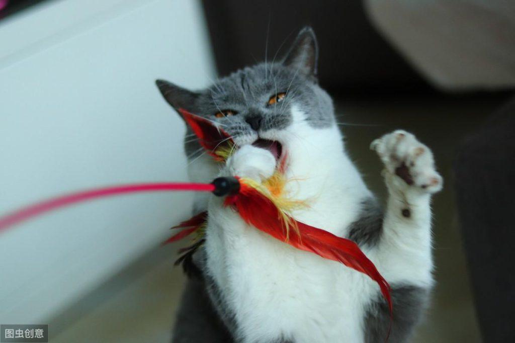 大部分铲屎官绝对不会选逗猫棒 更肯定不会用？用法错误会让猫受了重伤（逗猫棒会让猫变暴力吗）(图1)