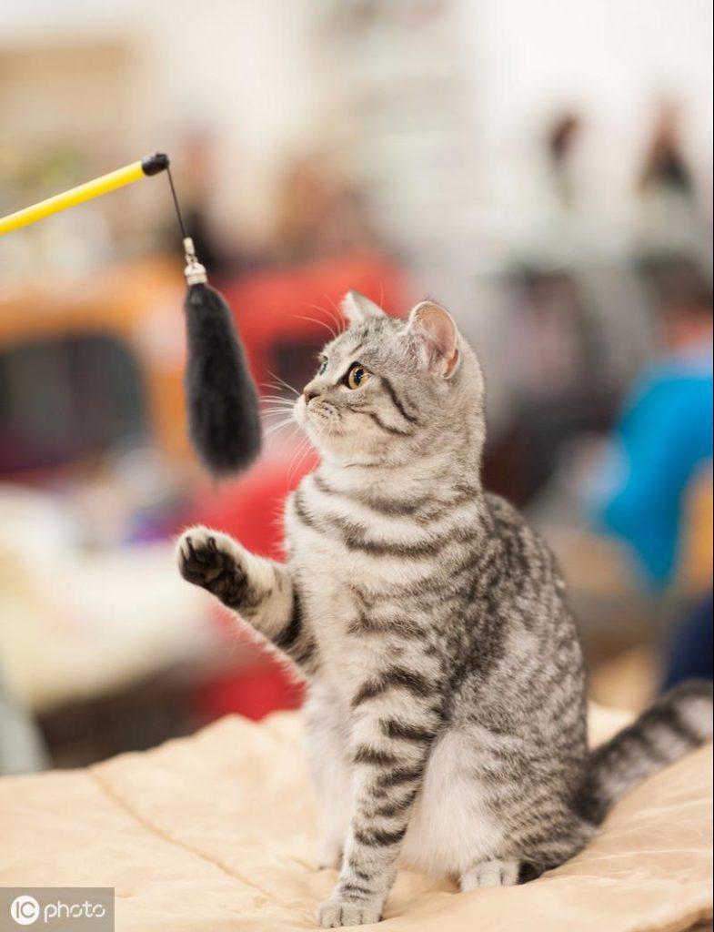 大部分铲屎官绝对不会选逗猫棒 更肯定不会用？用法错误会让猫受了重伤（逗猫棒会让猫变暴力吗）(图4)