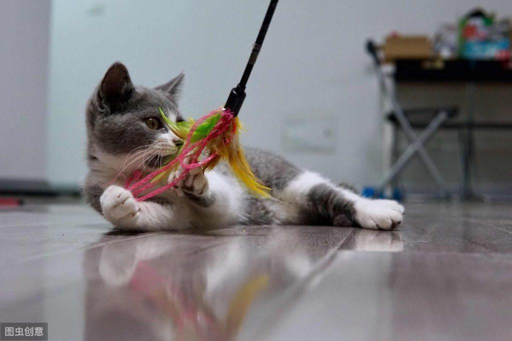 大部分铲屎官绝对不会选逗猫棒 更肯定不会用？用法错误会让猫受了重伤（逗猫棒会让猫变暴力吗）(图6)