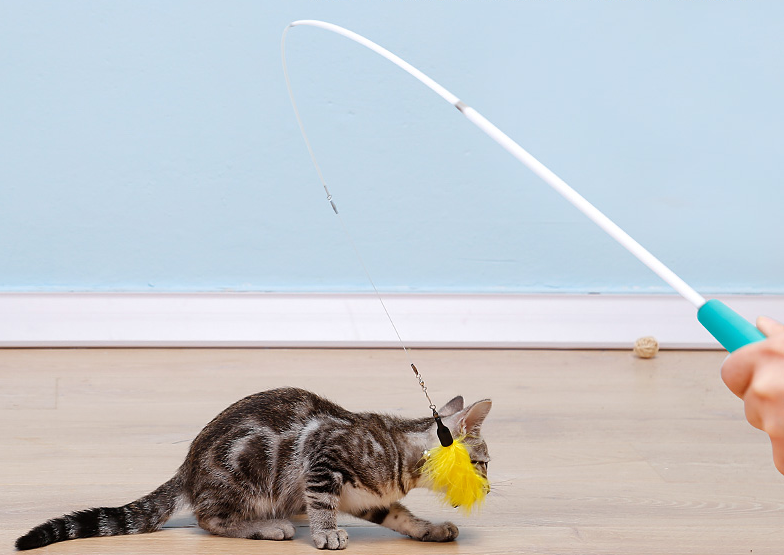 大部分铲屎官绝对不会选逗猫棒 更肯定不会用？用法错误会让猫受了重伤（逗猫棒会让猫变暴力吗）(图8)