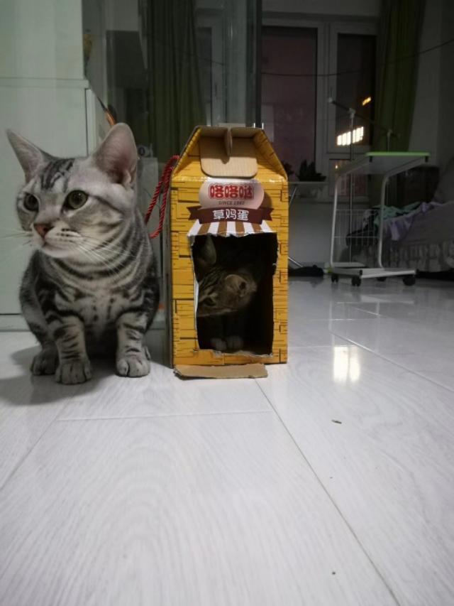 猫咪最爱的自制猫玩具 零成本超耐玩的游戏（怎么自己可以制作猫玩具）(图3)