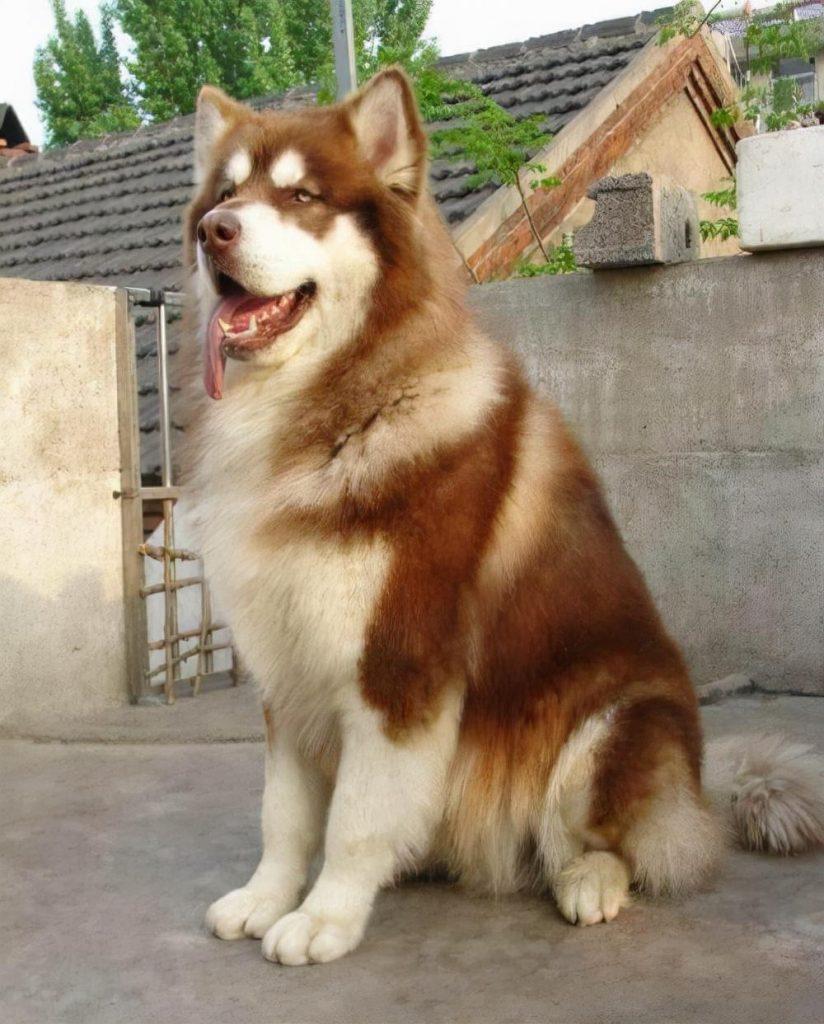 新手养狗:阿拉斯加犬的满分家庭饲养指南(阿拉斯加犬养殖注意事项)(图1)