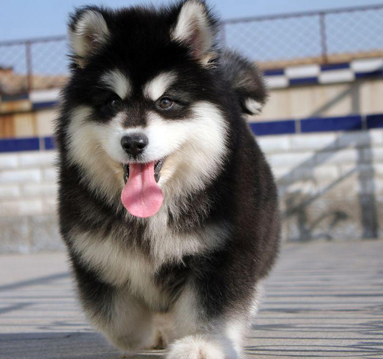 新手养狗：阿拉斯加犬的满分家庭饲养指南（阿拉斯加犬养殖注意事项）(图2)