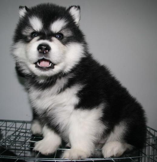 新手养狗：阿拉斯加犬的满分家庭饲养指南（阿拉斯加犬养殖注意事项）(图5)