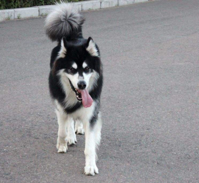 新手养狗：阿拉斯加犬的满分家庭饲养指南（阿拉斯加犬养殖注意事项）(图6)