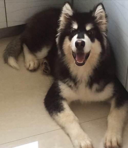 新手养狗：阿拉斯加犬的满分家庭饲养指南（阿拉斯加犬养殖注意事项）(图7)