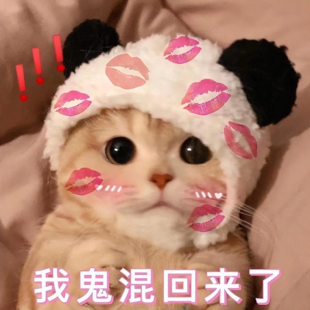 你家猫咪跟你亲密吗？它把你当父母应该朋友呢？看这几方面就明白了(图1)