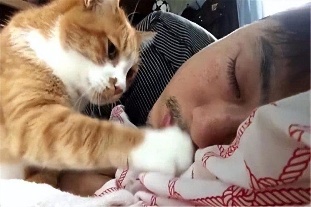 你家猫咪跟你亲密吗？它把你当父母应该朋友呢？看这几方面就明白了(图3)