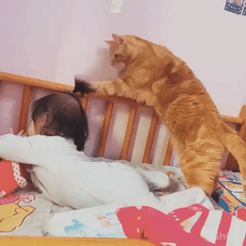 你家猫咪跟你亲密吗？它把你当父母应该朋友呢？看这几方面就明白了(图4)