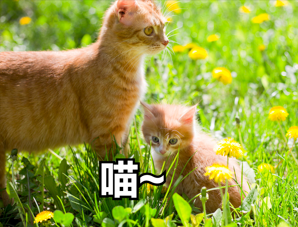 你家猫咪跟你亲密吗？它把你当父母应该朋友呢？看这几方面就明白了(图7)