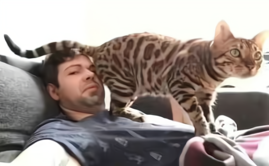 你家猫咪跟你亲密吗？它把你当父母应该朋友呢？看这几方面就明白了(图6)