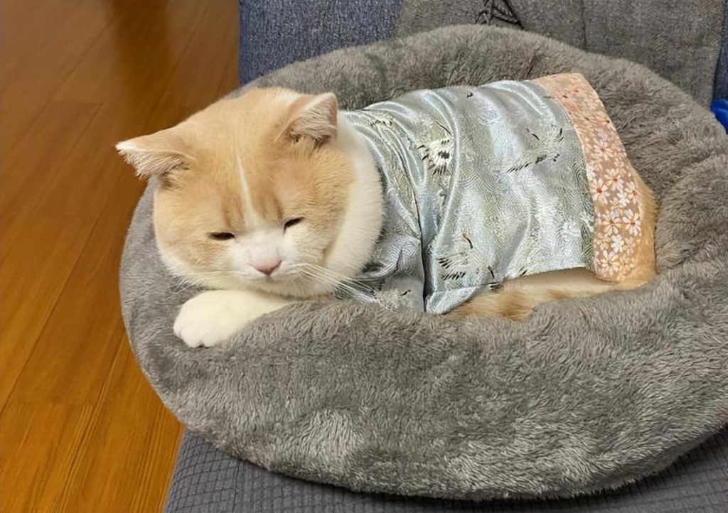 猫感冒打喷嚏流清鼻涕吃什么东西药？如何处理猫感冒的最合适方法或措施(图2)