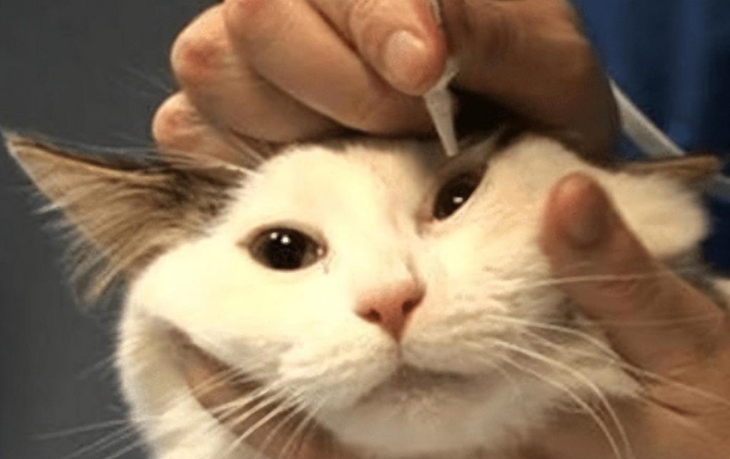 猫感冒打喷嚏流清鼻涕吃什么东西药？如何处理猫感冒的最合适方法或措施(图4)