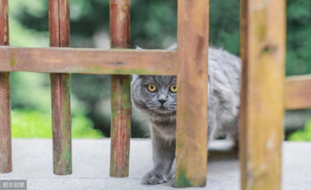 当你的猫躲起来时 怎莫让它们自己又出现？(图3)