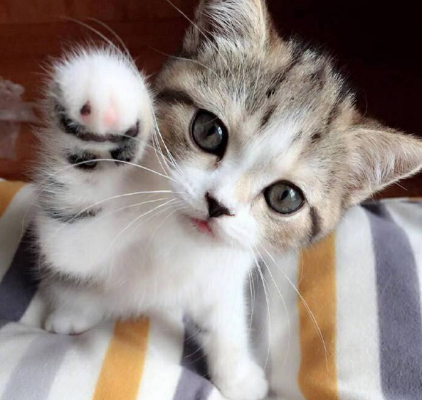 猫咪走失后 千万不能惊慌 3个方法帮你可以找回它(图1)