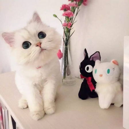 猫咪走失后 千万不能惊慌 3个方法帮你可以找回它(图2)