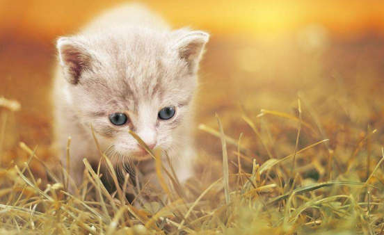 猫咪走失后 千万不能惊慌 3个方法帮你可以找回它(图6)