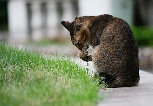 猫咪走失后 千万不能惊慌 3个方法帮你可以找回它(图7)