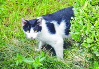 猫咪走失后 千万不能惊慌 3个方法帮你可以找回它(图10)