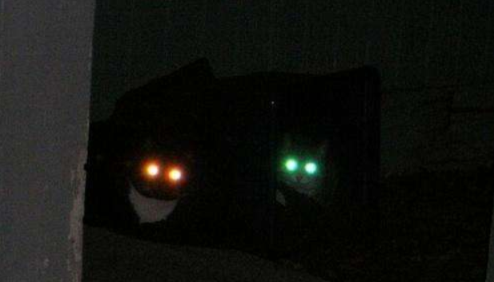 猫咪走失后 千万不能惊慌 3个方法帮你可以找回它(图11)