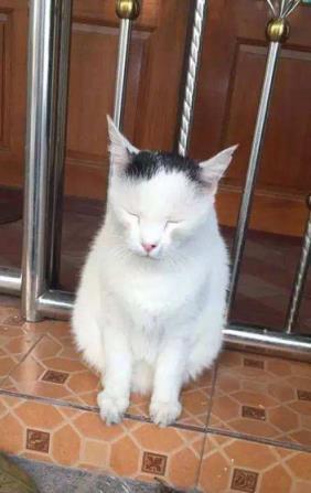 猫咪走失后 千万不能惊慌 3个方法帮你可以找回它(图13)