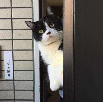 猫咪走失后 千万不能惊慌 3个方法帮你可以找回它(图14)